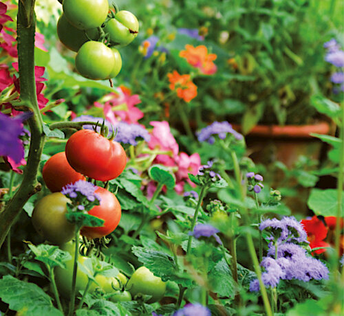 Puchheimer Saatgutbibliothek – Tomatensamen zum Vorziehen erhältlich 